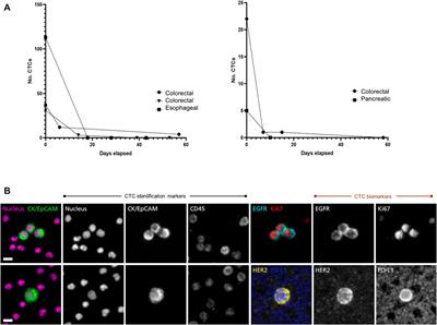 Beyond Circulating Tumor Cell Enumeration: Cell-Based Liquid Biopsy to Assess Protein Biomarkers and Cancer Genomics Using the RareCyte® Platform